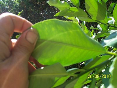 100_3342.JPG (113.61 KiB) Osservato 7671 volte 100_3342.JPG