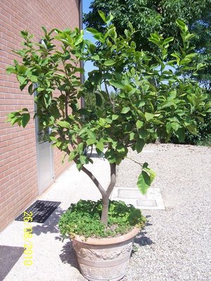 100_3317.JPG (246.05 KiB) Osservato 7671 volte 100_3317.JPG