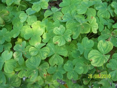 100_3346.JPG (140.59 KiB) Osservato 7670 volte 100_3346.JPG