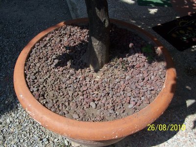 100_3345.JPG (195.87 KiB) Osservato 7670 volte 100_3345.JPG