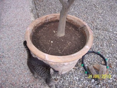 100_3352.resized.JPG (214.38 KiB) Osservato 2385 volte 100_3352.resized.JPG