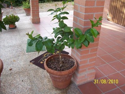 100_3351.resized.JPG (180.94 KiB) Osservato 2385 volte 100_3351.resized.JPG