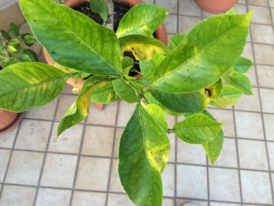 IMG_0970_risultato.JPG (92.99 KiB) Osservato 807 volte IMG_0970_risultato.JPG