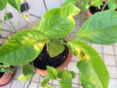 IMG_0971_risultato.JPG (86.54 KiB) Osservato 807 volte IMG_0971_risultato.JPG