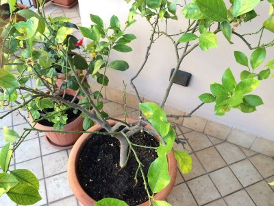 IMG_0972_risultato.JPG (119.21 KiB) Osservato 807 volte IMG_0972_risultato.JPG