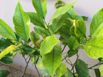 IMG_0973_risultato.JPG (93.55 KiB) Osservato 807 volte IMG_0973_risultato.JPG