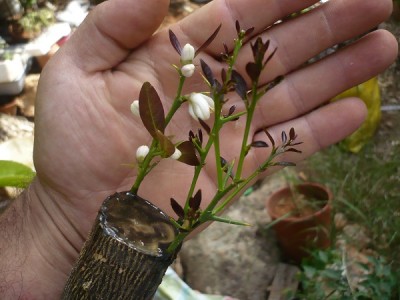 P1060278.JPG (108.28 KiB) Osservato 1374 volte P1060278.JPG