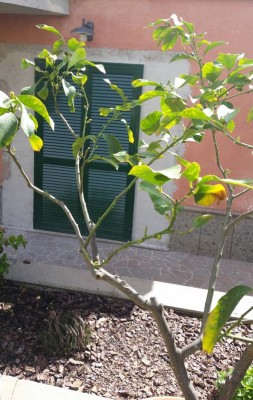 Agrumi1.jpg (112.72 KiB) Osservato 1400 volte Agrumi1.jpg