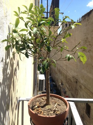 Il povero kumquat / kumquat.JPG kumquat.JPG