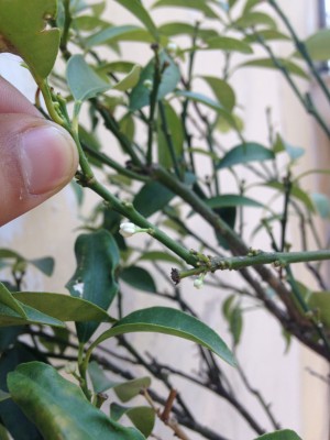 Gemme a fiore / gemme fiori.JPG gemme fiori.JPG