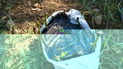 questo era l'innesto le marze adesso sono tutte secche. / WP_2015070rfrfr2_001.jpg WP_2015070rfrfr2_001.jpg