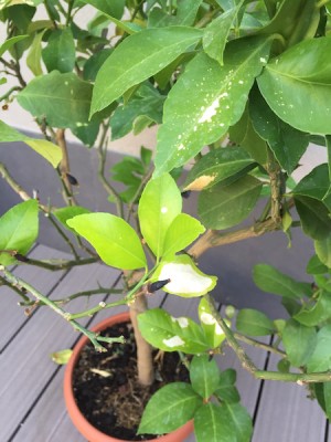 IMG_9655.jpg (102.37 KiB) Osservato 959 volte IMG_9655.jpg