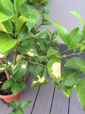 IMG_9654.jpg (102.75 KiB) Osservato 959 volte IMG_9654.jpg