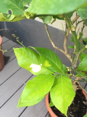 IMG_9656.jpg (81.15 KiB) Osservato 959 volte IMG_9656.jpg