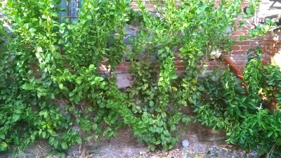 prima di aggiustarla / WP_20151006_16_28_31_Pro.jpg WP_20151006_16_28_31_Pro.jpg