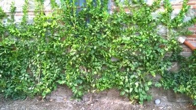 WP_20151006_17_48_54_Pro.jpg (1.97 MiB) Osservato 1188 volte WP_20151006_17_48_54_Pro.jpg