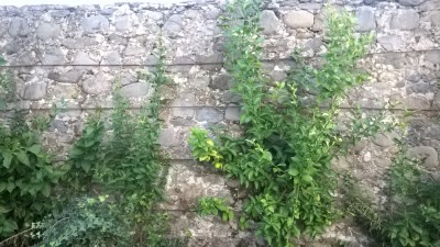 WP_20151017_18_25_17_Pro.jpg (1.71 MiB) Osservato 650 volte WP_20151017_18_25_17_Pro.jpg