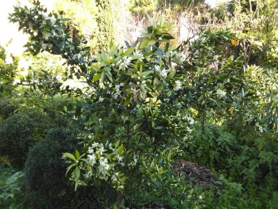 manda.jpg (242.64 KiB) Osservato 475 volte manda.jpg