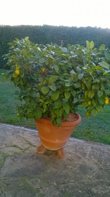 WP_20151126_08_25_53_Pro.jpg (1.38 MiB) Osservato 551 volte WP_20151126_08_25_53_Pro.jpg