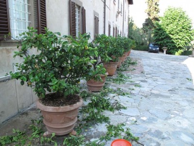 pianta appena potata con in terra i rami tolti / IMG_4229.jpg IMG_4229.jpg