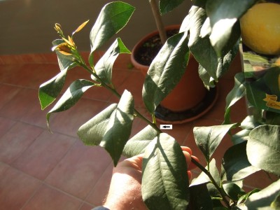 Stesso ramo di prima visto da vicino con freccia che indica il punto dove vorrei andare a tagliarlo per farlo ramificare quindi più corto di come è adesso. / ramo1.jpg ramo1.jpg