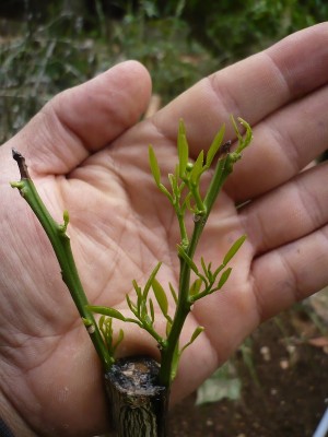 P1060178.JPG (159.28 KiB) Osservato 1146 volte P1060178.JPG