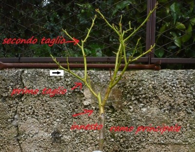 Formazione.JPG (309.42 KiB) Osservato 1127 volte Formazione.JPG