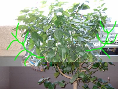 Foto 1 / forma1.jpg forma1.jpg