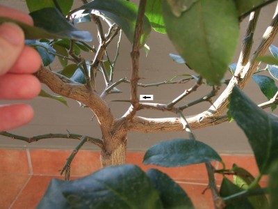 ramoversointerno.jpg (280 KiB) Osservato 746 volte ramoversointerno.jpg