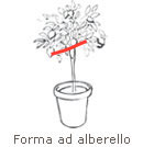forma_allevamento_alberello.jpg