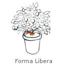 forma_allevamento_libera.jpg