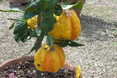 12911207101-900x600.jpg (179.23 KiB) Osservato 770 volte 12911207101-900x600.jpg