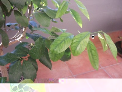 getto.jpg (288.62 KiB) Osservato 1218 volte getto.jpg