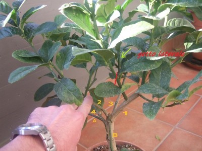 ponzinocentro2.jpg (173.74 KiB) Osservato 685 volte ponzinocentro2.jpg