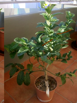 ponzino.jpg (347.17 KiB) Osservato 634 volte ponzino.jpg