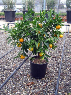 Mandarino Vaso 20.jpg (114.7 KiB) Osservato 598 volte Mandarino Vaso 20.jpg