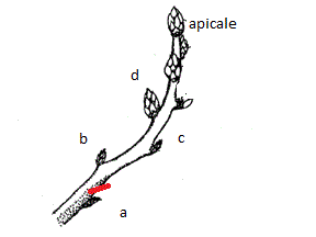 buds1.GIF buds1.GIF