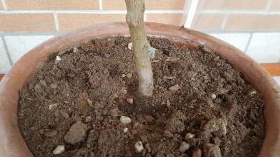 20160131_111633.jpg (190.69 KiB) Osservato 614 volte 20160131_111633.jpg