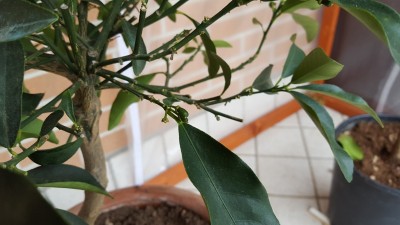 20160131_111652.jpg (137.47 KiB) Osservato 614 volte 20160131_111652.jpg