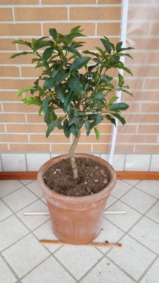 20160131_111756.jpg (115.7 KiB) Osservato 554 volte 20160131_111756.jpg