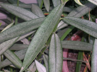 14aj05d.jpg (92.35 KiB) Osservato 712 volte 14aj05d.jpg