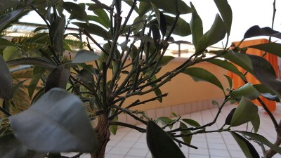 20160405_175206.jpg (152.83 KiB) Osservato 589 volte 20160405_175206.jpg