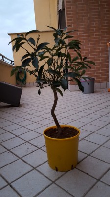 20160408_194050.jpg (137.8 KiB) Osservato 842 volte 20160408_194050.jpg