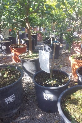 IMG-20160419-WA0006.jpeg (344.17 KiB) Osservato 515 volte IMG-20160419-WA0006.jpeg