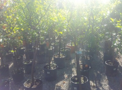 IMG-20160419-WA0010.jpeg (248.39 KiB) Osservato 515 volte IMG-20160419-WA0010.jpeg