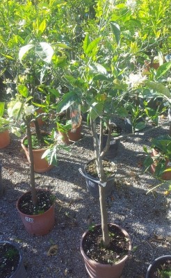 IMG-20160419-WA0008.jpeg (382.79 KiB) Osservato 587 volte IMG-20160419-WA0008.jpeg