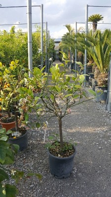 IMG-20160429-WA0011.jpg (228.27 KiB) Osservato 480 volte IMG-20160429-WA0011.jpg