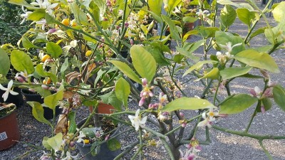 IMG-20160429-WA0012.jpg (235.34 KiB) Osservato 480 volte IMG-20160429-WA0012.jpg