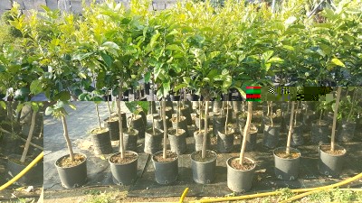 IMG-20160429-WA0007.jpg (251.86 KiB) Osservato 480 volte IMG-20160429-WA0007.jpg