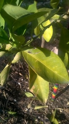 WP_20160607_17_26_54_Pro.jpg (73.29 KiB) Osservato 622 volte WP_20160607_17_26_54_Pro.jpg